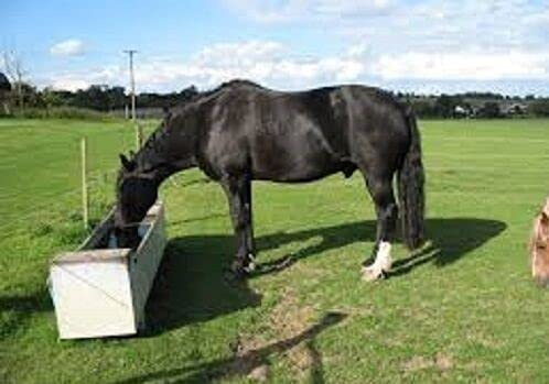 500g Herb and Grass Seed Bulk of Paddock Pastures Mix (Timothy, Strong Crf, Cocksfoot, SSMG, Sheeps Parsley, Yarrow, Chicory, Sheeps Burnet and Ribgrass) for Horse Pony, Goat and Sheep