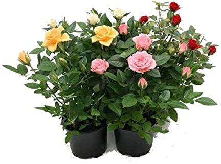 Rosal de Interior y Exterior - PACK 4 PLANTAS - Flores de Colores - Plantas Naturales
