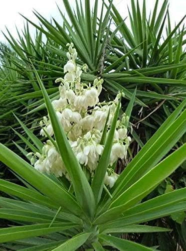 E.C.A.T.E. Piante grasse rare | Agave americana americana [vaso Ø 18 cm] (Yucca gloriosa)