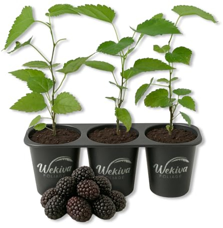 Dwarf Everbearing Mulberry Tree - 3 Live Starter Plants - Morus - Edible Fruit Tree for The Patio and Garden