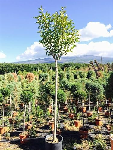 Ligustro giapponese Ligustrum japonicum rotundifolium pianta ad alberello in vaso ø40 cm h. 140 cfr. tronco 13/18 cm Vivaio di Castelletto
