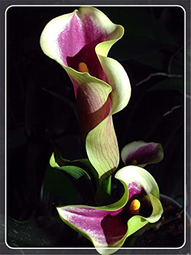 Decorazione del parco di nze Alta Frequenza di sopravvivenza Specie rare Decorazione del partito Calla Giglies-8 Calla Lily Bulbi