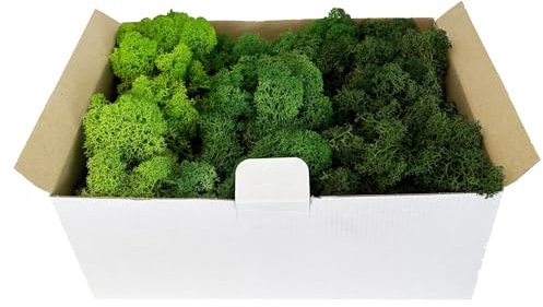 Eurofoto Islandmoos-Set konserviert - echtes Natur-Moos zum Basteln und zur Dekoration - Farben-Mix: Grün - Karton mit 300 g Inhalt