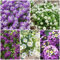 500 pcs steinkraut mehrjährig winterhart samen - blumen winterhart, garten pflanzen pflanzen samen indoor, stauden winterhart pflanzen garten, steingarten pflanzen blumensamen, garten