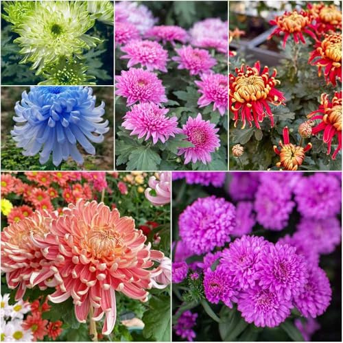 chrysanthemen - gartenblumen mehrjährig winterhart zimmerpflanze wiesenblumen bonsai hochbeet für balkon deko balkonpflanzen winterhart schattenpflanzen 20samen