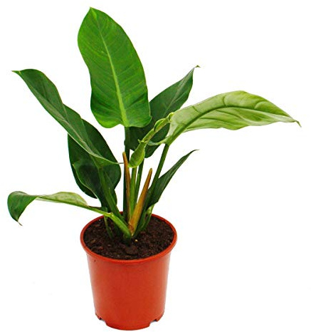 Exotenherz – Philodendron Imperial Green. filodendron i 19 cm kruka