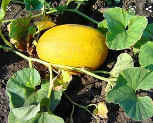 Buy4seeds Melon Honeydew 100 Finest Seeds Simple to Grow