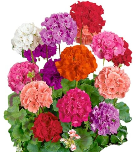 100pcs Geraniumsamen, Outdoor -Blütensamen für einfache Pflanzung, Blumenpflanzen Samen Duftende Pflanze Geraniumsamen für Topfpflanze, Geschenk für Papa Mama 100pcs