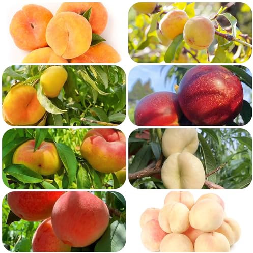 pfirsichbaum samen - balkon hochbeet pfirsichbaum zimmerbonsai bonsai winterharte kübelpflanzen obst samen dachbegrünung samen winterharte pflanzen für balkon bio saatgut bonsai baum 20pcs