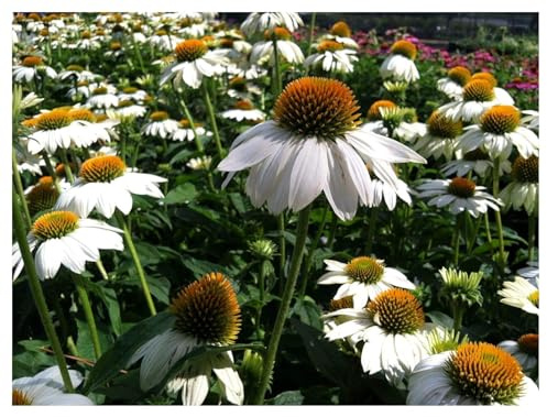 Stauden Gänge 3 x Echinacea purpurea 'PowWow White' (Stauden/Staude/Mehrjährig/Winterhart) Weißer Purpursonnenhut - Leuchtende Eleganz für Bienen und Schmetterlinge - sehr Bienenfreundlich
