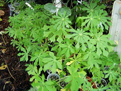 Genipap 100 Rosmarinsamen