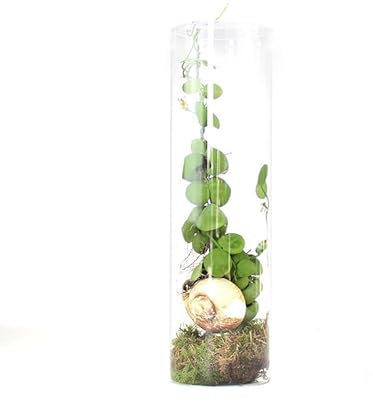 Dischidia - Pianta Idroponica - in Vaso di Vetro - Pianta Vera da Interno, Coltivata in Idrocoltura