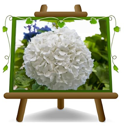 EURO PLANTS VIVAI Ortensia fiorita Bianca pianta ornamentale vaso 24 cm altezza 50-60 cm