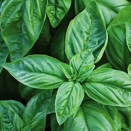 Basilico Grande Foglia 300 Semi Da Giardino