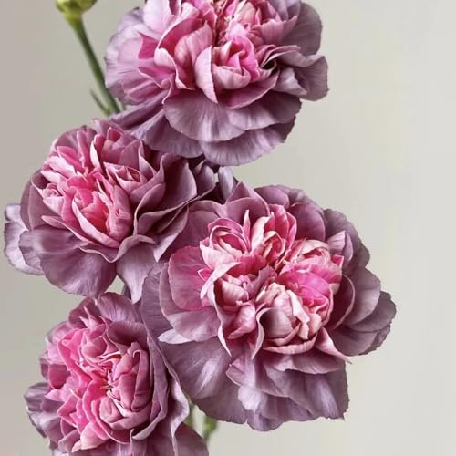 semillas de clavel perenne, clavel dulce de cortadas de clavel de para bancales elevados de primavera, silvestres 1500pcs