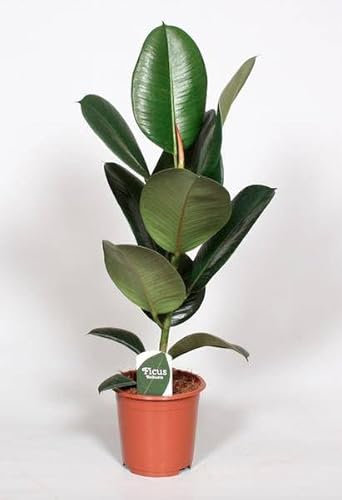 Ficus Elastica Robusta - Gummibaum - Zimmerpflanze - Ø17cm - 65cm