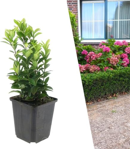 Plants by Frank | 6 Plantes de fusain japon | Euonymus Japonicus 'Green Spire' | Alternative au buis | Haie | Arbustes persistants | Plantes d’extérieur | Jardin