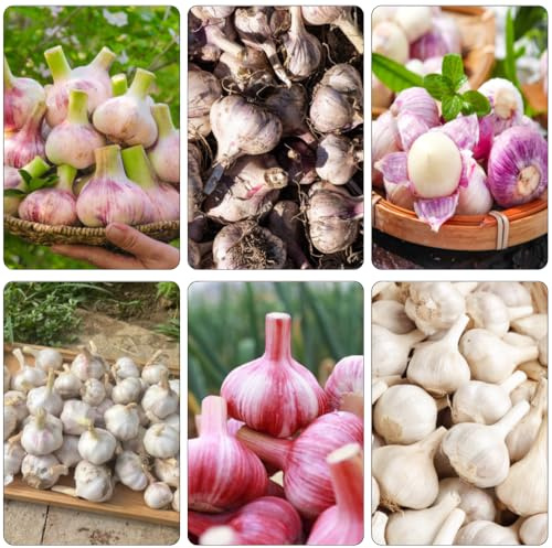 semillas de ajo jardín del balcón perennes resistentes semillas de ajo invierno jardín bonsái interior interior balcón invernadero 650pcs