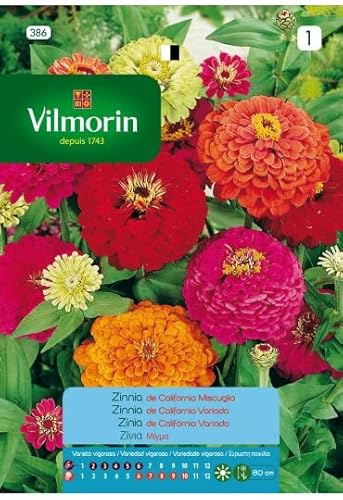 Semillas de ZINNIA GRANDE CALIFORNIA FLORES S-1, 2 gr