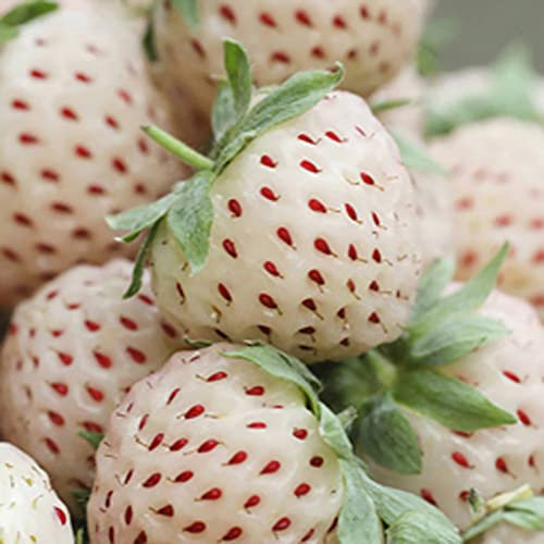 You Garden - 3 x White Strawberry 'White Dream' (Pineberry) in a 9cm Pot