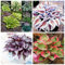 Hosta Bulbo, Hosta Rara, Hosta, Cobertura Del Suelo,Plantas En Macetas, Cuatro Estaciones,Tolerantes Al FríO Y A La Sombra,BalcóN, DecoracióN Del Patio-15bulbos-A