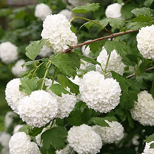 Viburnum opulus Roseum-Gelder Rose in 9 cm Pot