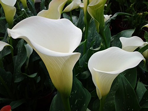 PondPlantsUK - 2 x Marginal Plants - Including a Pot and Compost - Live Water Plant Aquatic Pond Lake Marginal (Zantedeschia aethiopica ‘Crowborough’ (Arum Lily))