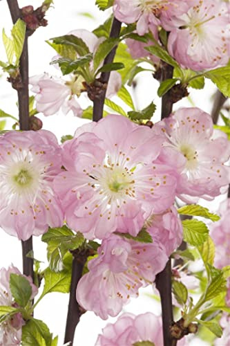Prunus triloba 40-60 cm – Winterhart, Mehrjährig, Pflegeleicht – Mandelbäumchen – Zierstrauch für Garten & Vorgarten