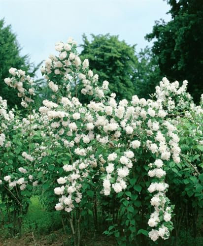 Philadelphus 'Minnesota Snowflake' 60–100 cm – Winterhart, Mehrjährig, Pflegeleicht – Duftjasmin – Heckenpflanze für Garten & Sichtschutz