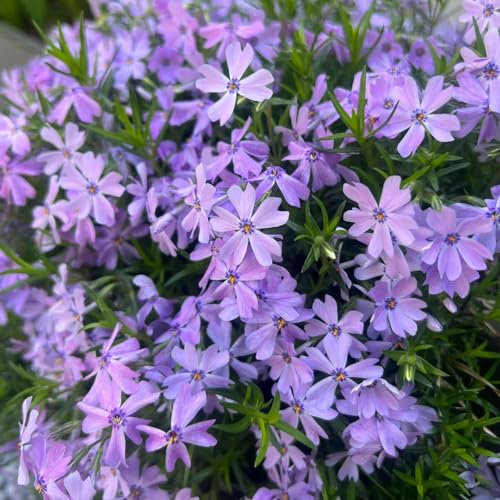 200 pcs teppichphlox samen winterhart gartenblumen pflanzen balkon pflanze teppich flammenblume blumen balkon bonsai samen pflanzen balkon bio samen blumen samen plants schnittblumen