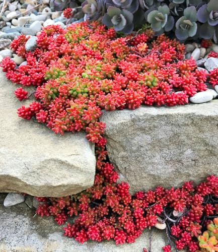 BALDUR Garten 2x Teppich-Sedum 'Coral Carpet', Pflanzen im 9x9 cm-Topf, niedriger Bodendecker, dichte sukkulente Blätter, rosa-corallfarbene Blüten, bienenfreundlich, winterhart & pflegeleicht