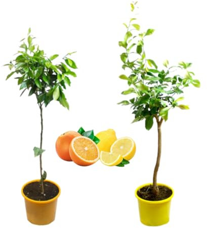 Verdecora Pack Limonero y Naranjo | Plantas naturales de exterior | Árboles frutales en maceta de 5L | Para plantar en huerto o jardín