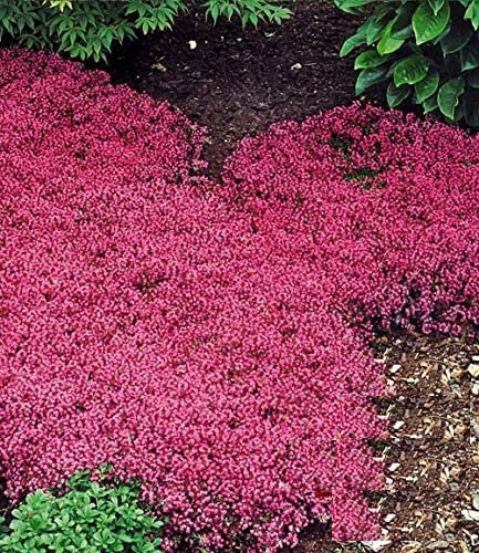 Ultrey Seed House - Fragrance Long Haired Mountain Thyme Seeds Sand Thyme Creeping Carpets Groundcover Perennial Flowers Stonecrop Seed Hardy Perennial