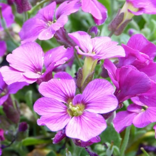 Aubrieta Kitte Rose Red - Hardy Perennial Ground Cover with Reddish-Purple Flowers - Low Maintenance, Evergreen Mounds - Sunny Borders and Rockeries – 1x 1 Litre Potted Plant by Thompson & Morgan