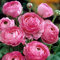Ranunkeln 'Pink' - 10 Stück