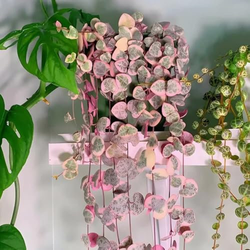 leuchterblume hängend samen hängepflanzen, zaun deko vines, ceropegia woodii, pflanzen für draußen winterhart gartendeko für draußen dekopflanzen seltene pflanzen, hochbeet samen 55pcs