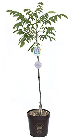 Vannucci Piante - Juglans (Noce), Pianta vera in vaso, Pianta da esterno