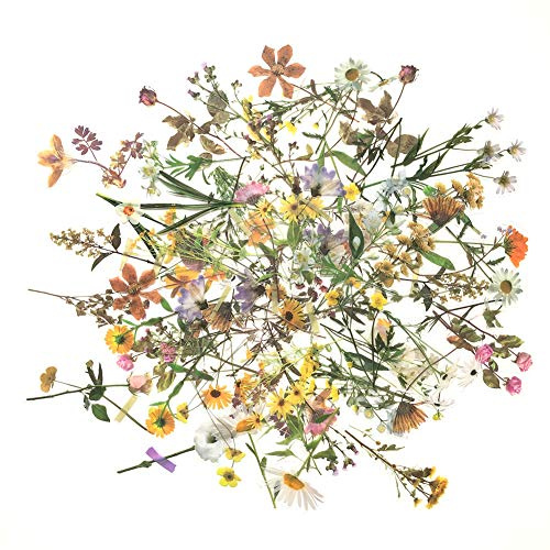 120Pcs Natural Flower Stickers for Scrapbook, Transparent Dried Resin Floral Stickers Decals Stickers for Journaling Planner Wrapping DIY Crafts Cards Album Water Bottles Phone Cases Laptops