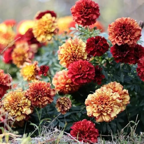 semi di calendula da giardino roccioso resistenti di calendula biologici to perenni per aiuole rialzate 600pcs