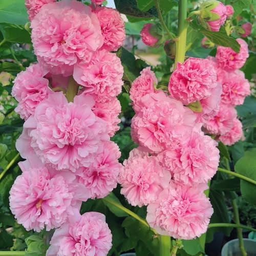 Semi di malvarosa, Alcea rosea, decorazione del soggiorno Semi di malvarosa, di giardino semi di campo da giardino 400pcs