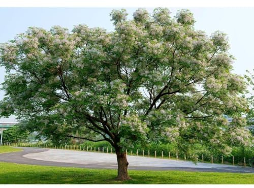 Garden Center Shop | Melia Azederach M20 | Árbol del Paraíso | Árbol Ornamental de Sombra | Crecimiento Rápido y Floración Aromática | Ideal Jardines y Exteriores