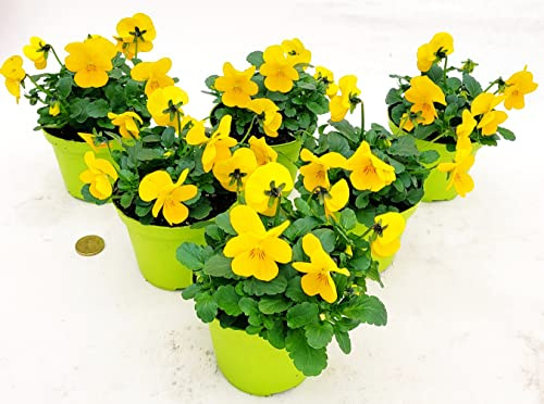 POWERS TO FLOWERS - VIOLE DEL PENSIERO, VIOLA A FIORE PICCOLO GIALLO, 6 PIANTE, Vaso 10,5cm diametro, piante vere