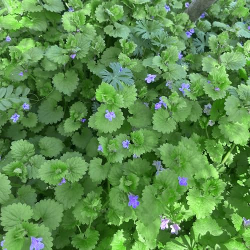 semillas de hiedra terrestre - de balcón jardín jardín rocas verdes exótico ornamentales silvestres sombra 400pcs