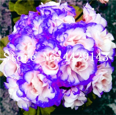 Seeds 50 Pieces Rare Geranium Rare Plants Pelargonium Perennial Flower Plants Hardy Bonsai vase Plants sementes: 9