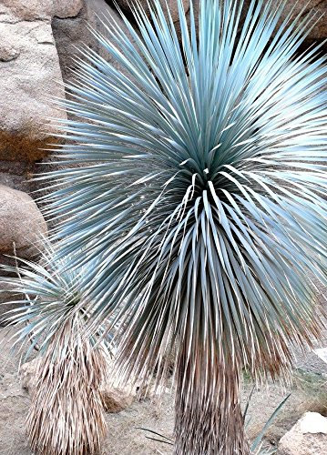 Beaked Yucca, yuca rostrata Big Bend agave albero aloe giardino simile al seme di 50 SEMI