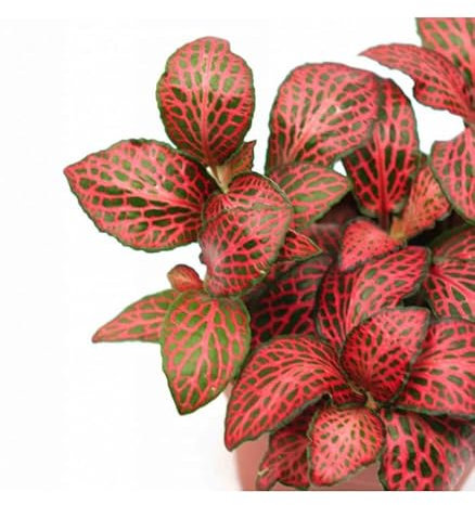 Fittonia - Planta Nerviosa con Patrón Mosaico Natural