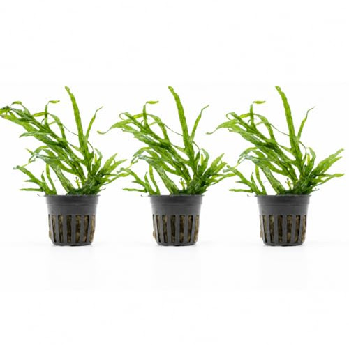 AquaBreedingSkill Set de 3 Microsorium Trident plantes d’aquarium vivante pour eau douce, plante verte décorative pour aquarium, idéale pour poissons et crevettes – avec passeport phyto