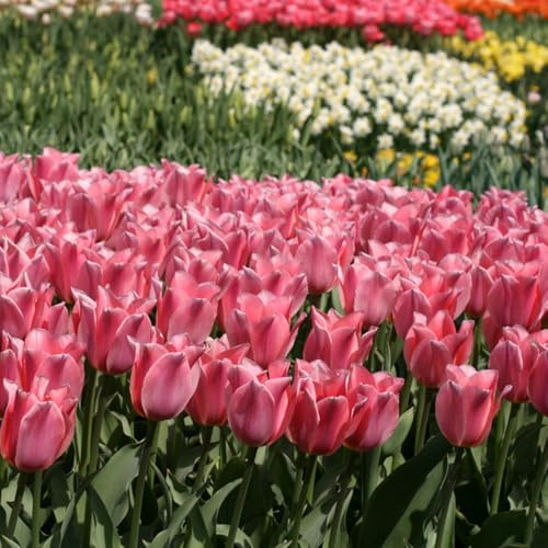 Bulbi di tulipano balcone, estivi d'appartamento esotiche resistenti tappezzanti in vaso varietà antiche biologiche rare serre balcone bulbi 6pcs