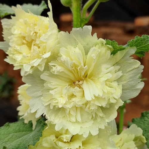 malvarosa - Alcea rosea - semi di selvatici recisi semi di malvarosa insoliti, decorazioni autunnali per gli amanti da giardino sul balcone 550semi