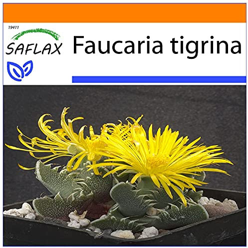 SAFLAX - Garden in the Bag - Kaktusar - Riktiga Tigerbackar - 40 Frön - Med underlag i en passande resväska - Faucaria tigrina